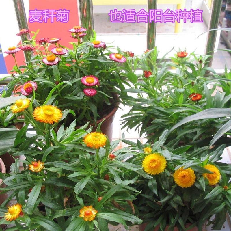 麦秆菊种子菊花种子春季种蜡菊景观花卉园艺庭院盆栽观花种子