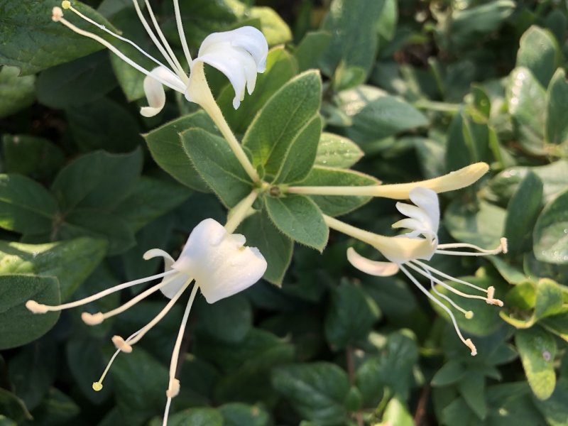 金银花树苗四季金银花树苗当年开花产量高南北方种植金银花苗