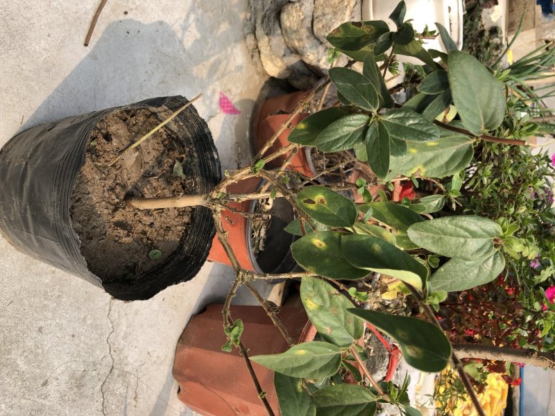 金银花树苗四季金银花树苗当年开花产量高南北方种植金银花苗