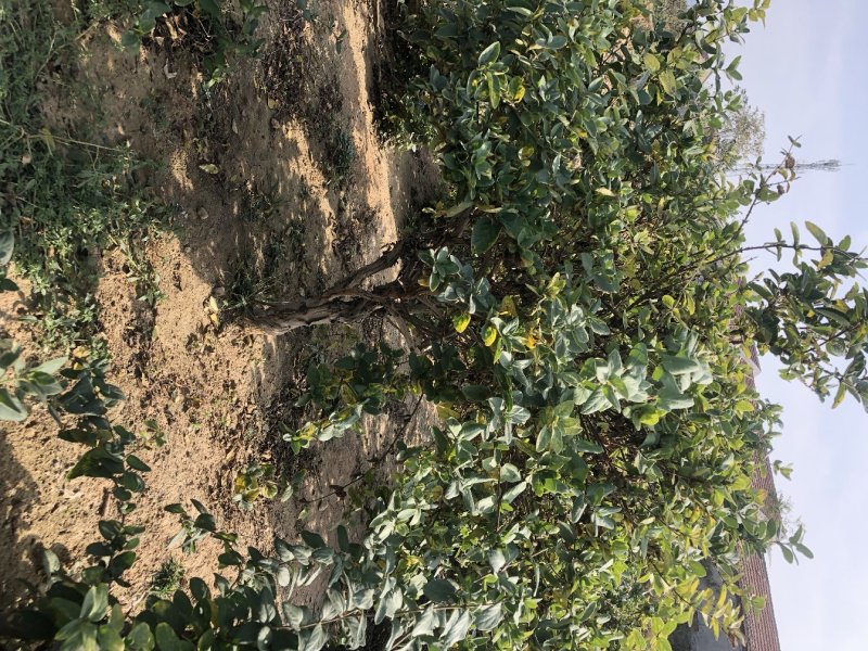 金银花树苗四季金银花树苗当年开花产量高南北方种植金银花苗