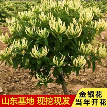 金银花树苗四季金银花树苗当年开花产量高南北方种植金银花苗