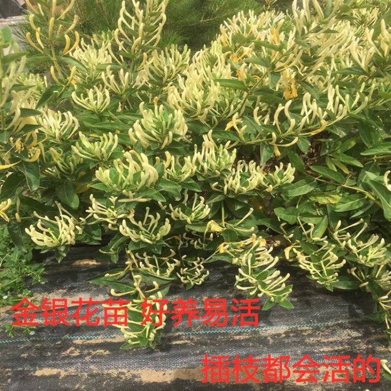 金银花树苗四季金银花树苗当年开花产量高南北方种植金银花苗