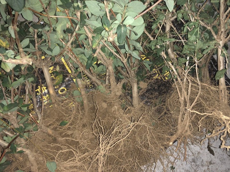 金银花树苗四季金银花树苗当年开花产量高南北方种植金银花苗