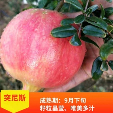突尼斯软籽石榴树树苗南北方种植庭院盆栽嫁接果树果苗