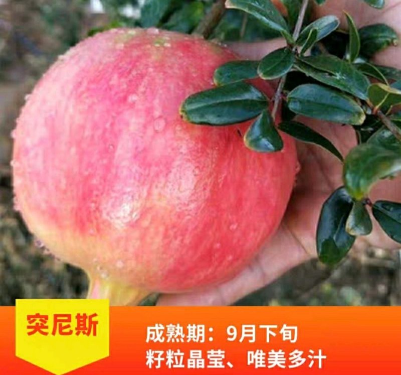 突尼斯软籽石榴树树苗南北方种植庭院盆栽嫁接果树果苗