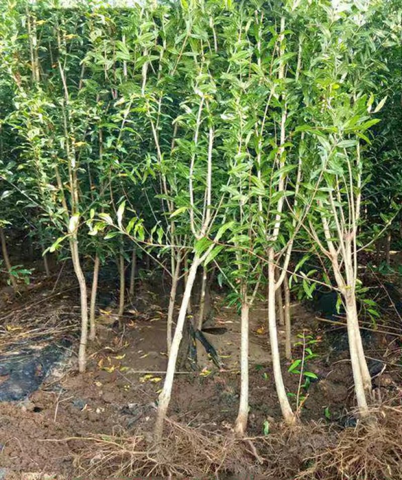 突尼斯软籽石榴树树苗南北方种植庭院盆栽嫁接果树果苗