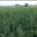 突尼斯软籽石榴树树苗南北方种植庭院盆栽嫁接果树果苗
