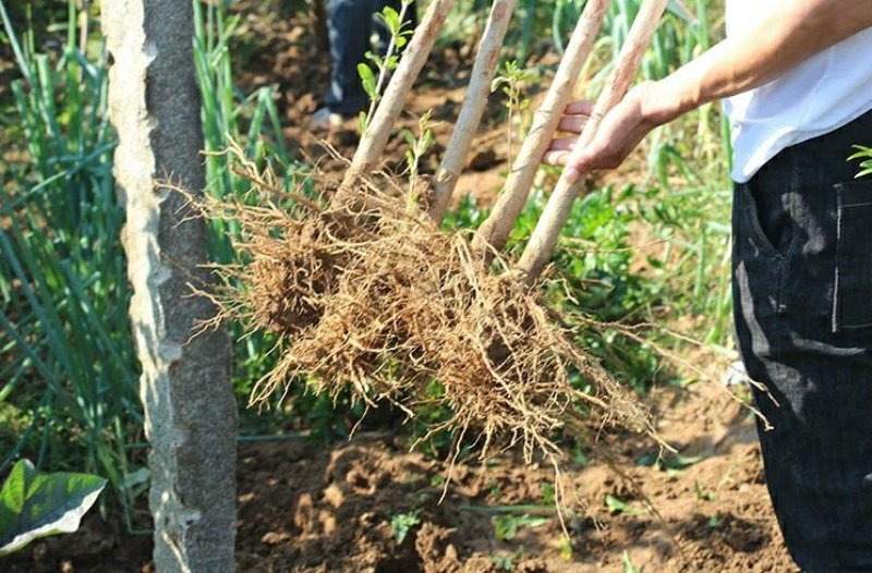 突尼斯软籽石榴树树苗南北方种植庭院盆栽嫁接果树果苗
