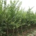 突尼斯软籽石榴树树苗南北方种植庭院盆栽嫁接果树果苗