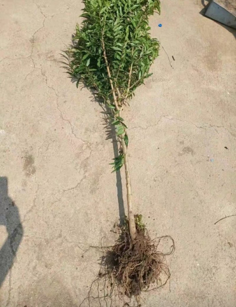 突尼斯软籽石榴树树苗南北方种植庭院盆栽嫁接果树果苗