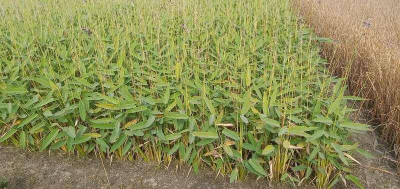 再力花再力花小苗再力花价格再力花批发