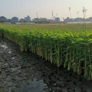 再力花再力花小苗再力花价格再力花批发