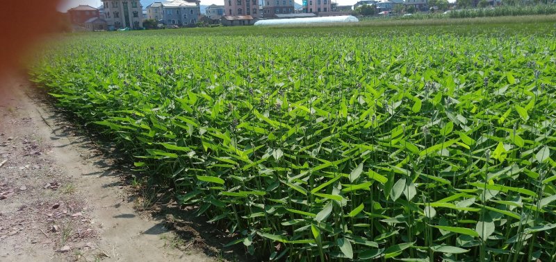 再力花再力花小苗再力花价格再力花批发