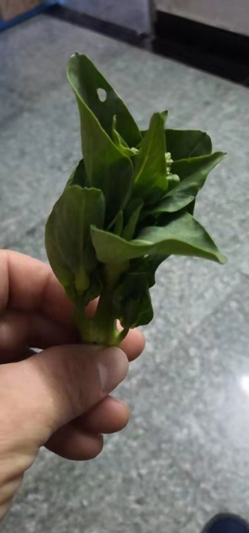 青菜苔大量上市