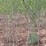 大红袍石榴树树苗南北方种植庭院盆栽嫁接果树果苗