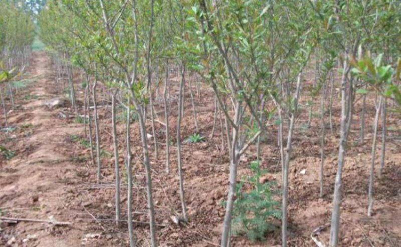 大红袍石榴树树苗南北方种植庭院盆栽嫁接果树果苗