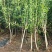 大红袍石榴树树苗南北方种植庭院盆栽嫁接果树果苗