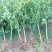 大红袍石榴树树苗南北方种植庭院盆栽嫁接果树果苗