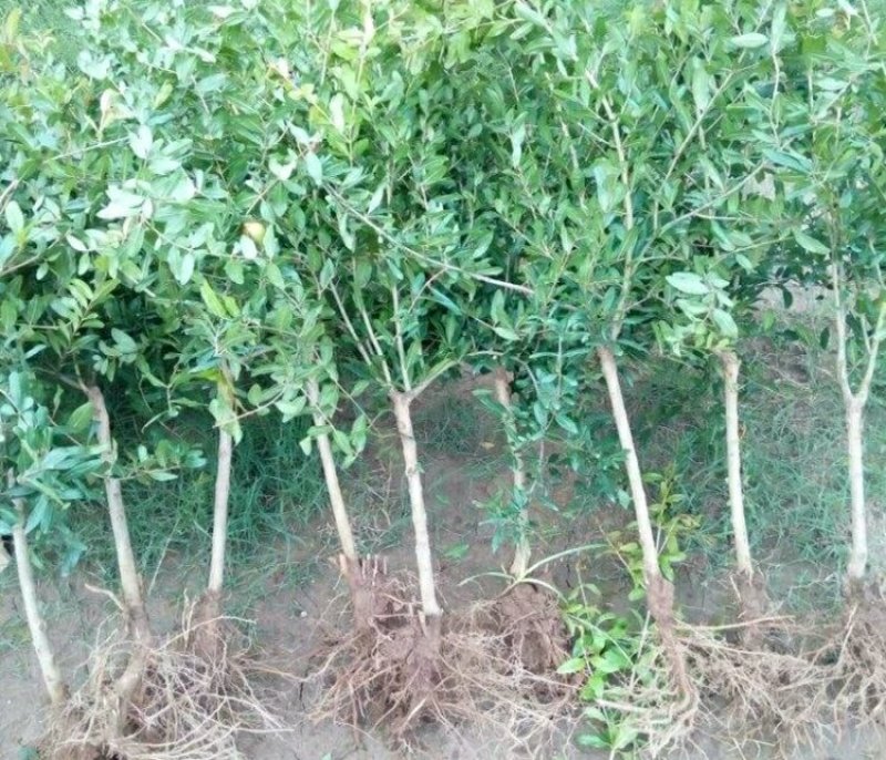 大红袍石榴树树苗南北方种植庭院盆栽嫁接果树果苗
