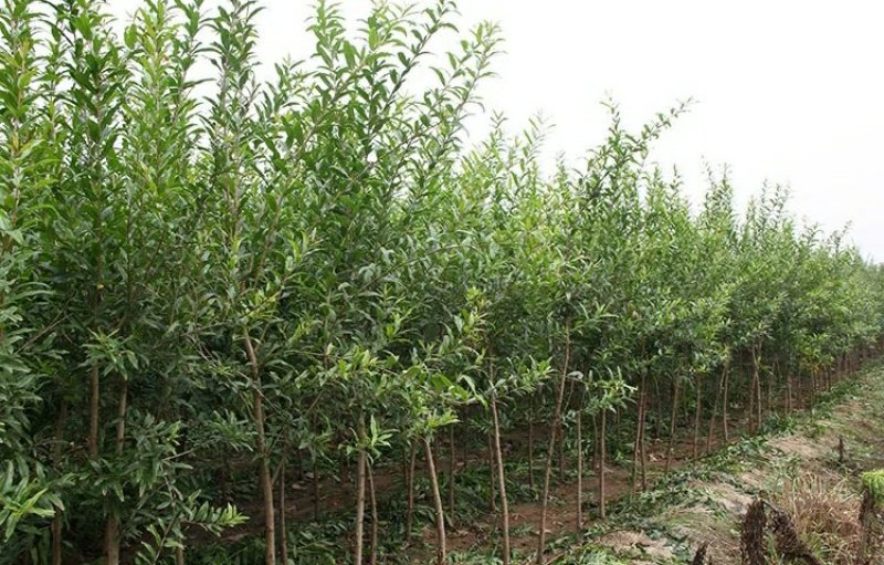 大红袍石榴树树苗南北方种植庭院盆栽嫁接果树果苗