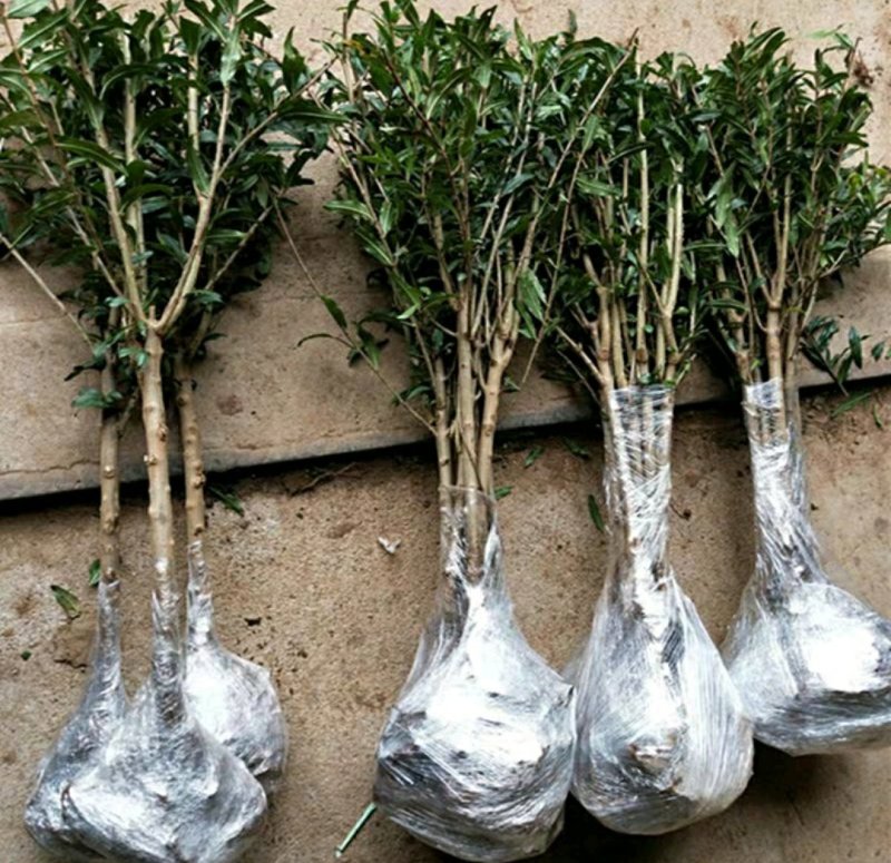 大红袍石榴树树苗南北方种植庭院盆栽嫁接果树果苗