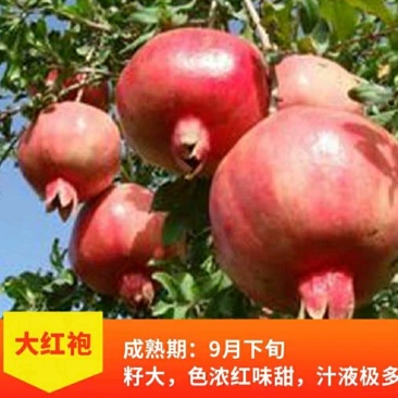 大红袍石榴树树苗南北方种植庭院盆栽嫁接果树果苗