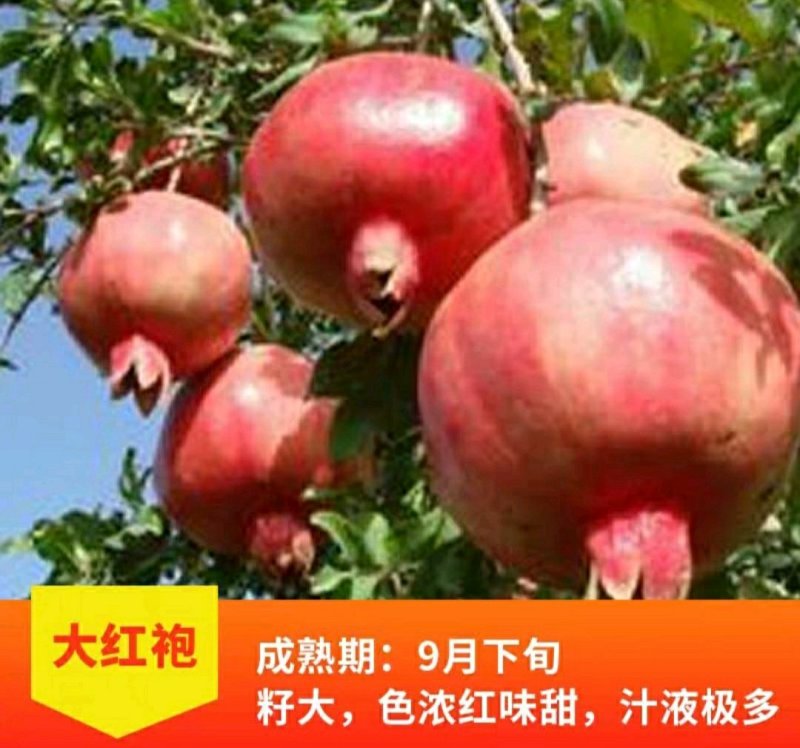 大红袍石榴树树苗南北方种植庭院盆栽嫁接果树果苗