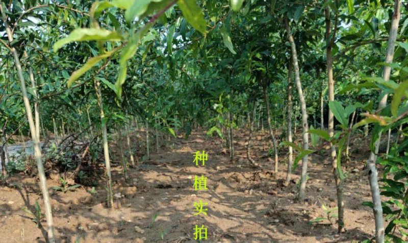 大红袍石榴树树苗南北方种植庭院盆栽嫁接果树果苗