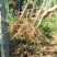 大红袍石榴树树苗南北方种植庭院盆栽嫁接果树果苗