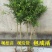 青皮石榴水晶无籽石榴苗树庭院果树苗地栽南北方种植