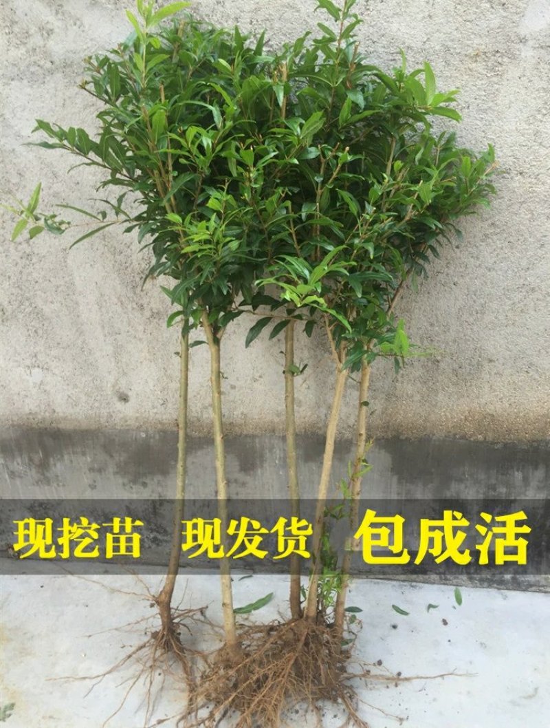 青皮石榴水晶无籽石榴苗树庭院果树苗地栽南北方种植