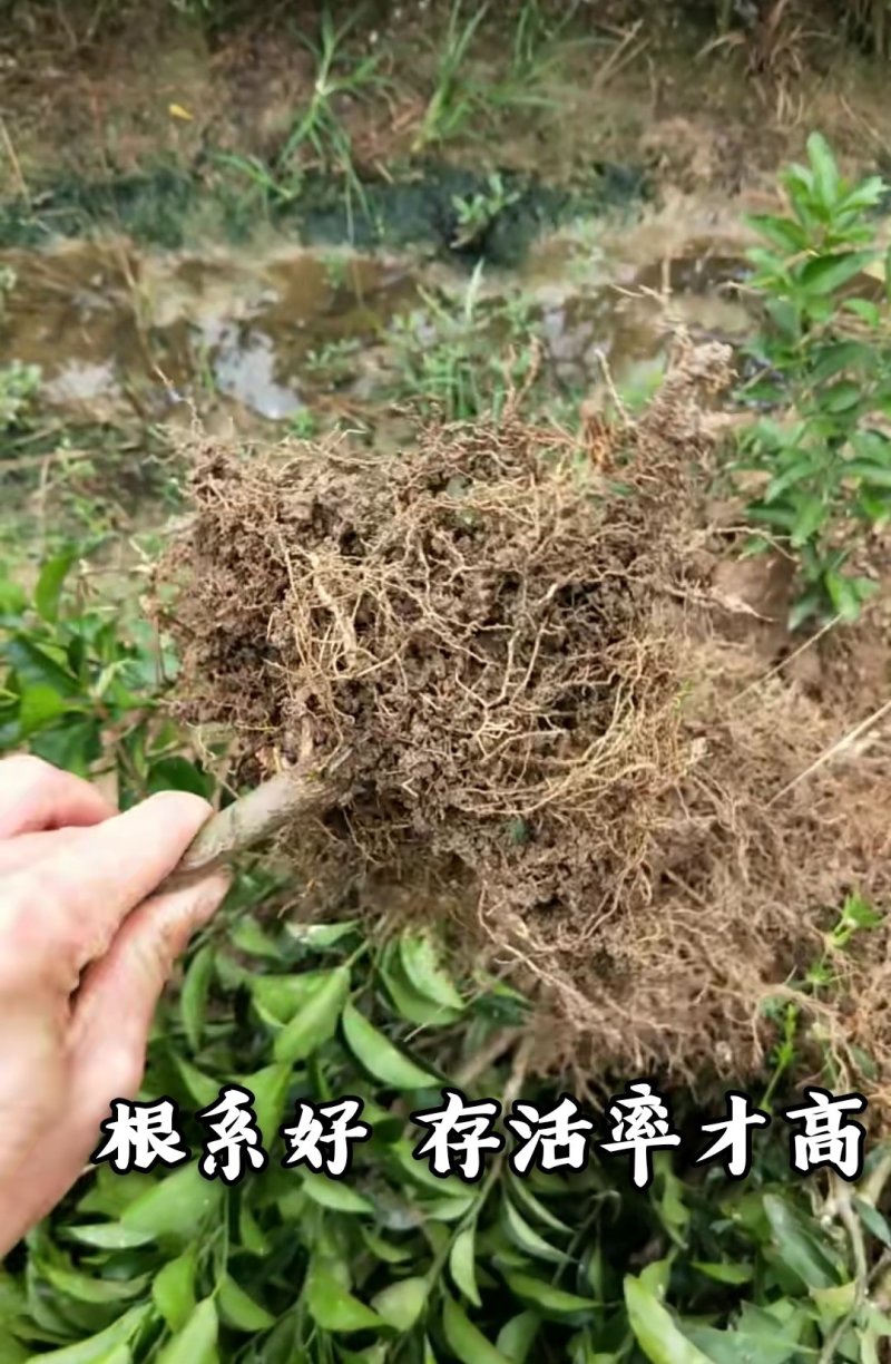 爱媛38号柑橘苗自然无核脱毒育苗基地直发包技术