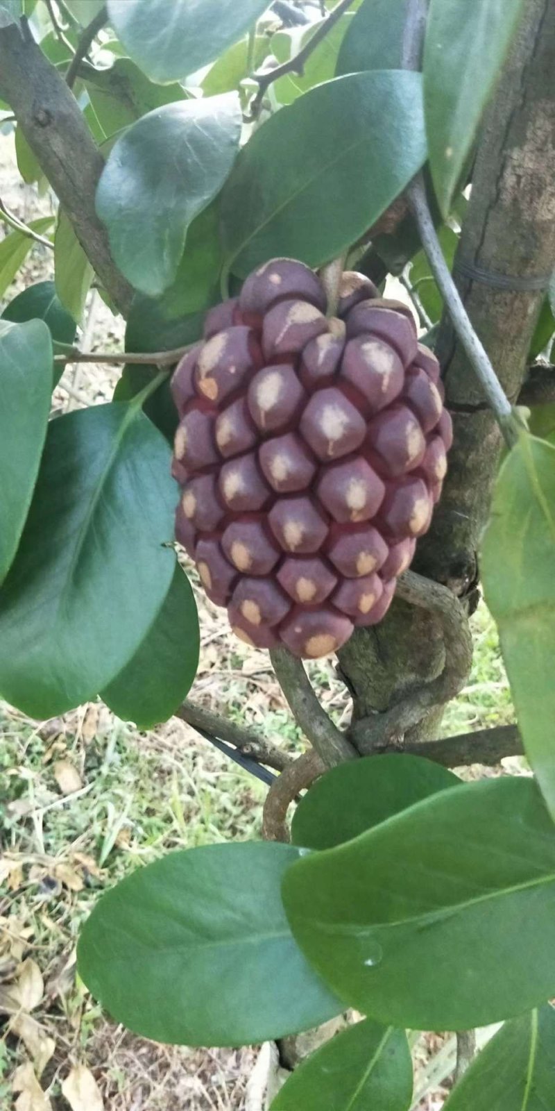 黑老虎