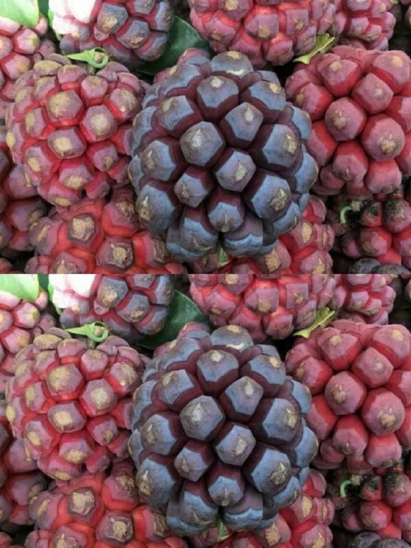 黑老虎