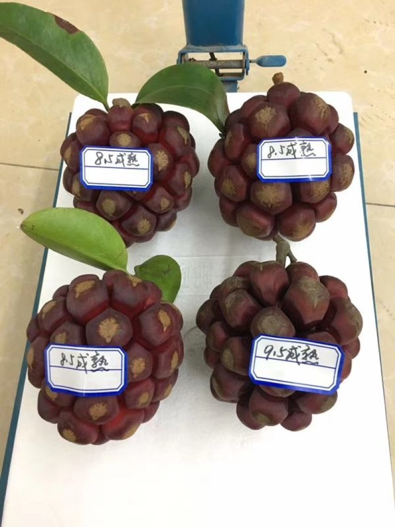 黑老虎