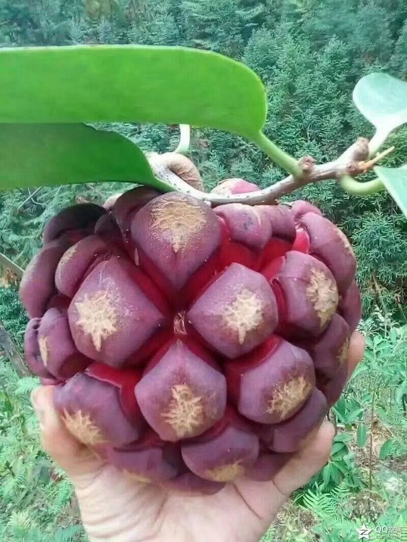 黑老虎