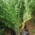 侧柏苗，保品种纯度，包成活率，1-3米侧柏苗