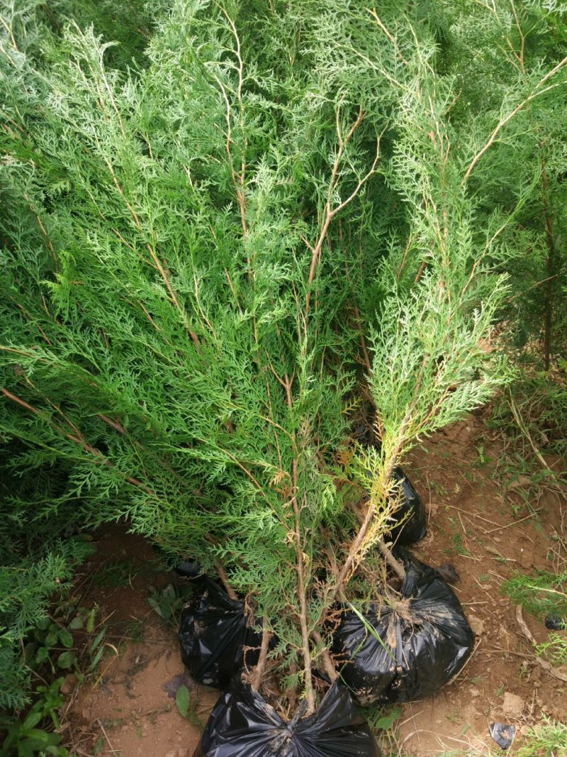 侧柏苗，保品种纯度，包成活率，1-3米侧柏苗