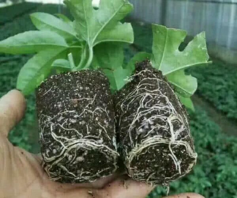 紫香一号百香果苗，黄金百香果，蜂蜜味，芭乐味都有，品质保