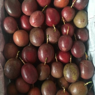 紫香一号百香果苗，黄金百香果，蜂蜜味，芭乐味都有，品质保