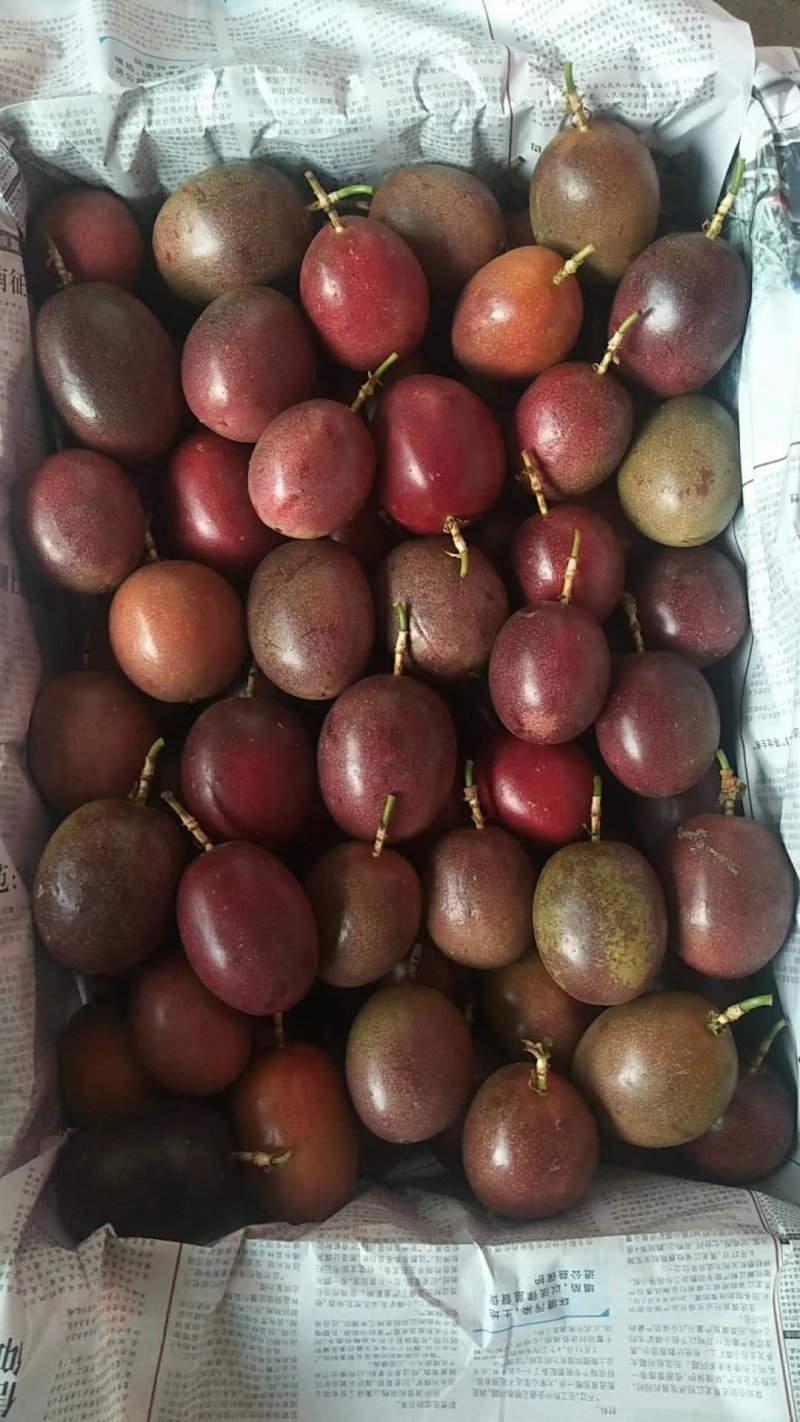 紫香一号百香果苗，黄金百香果，蜂蜜味，芭乐味都有，品质保