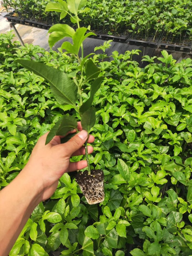 紫香一号百香果苗，黄金百香果，蜂蜜味，芭乐味都有，品质保