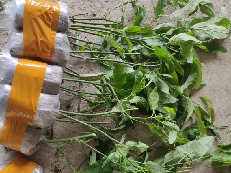 紫香一号百香果苗，黄金百香果，蜂蜜味，芭乐味都有，品质保