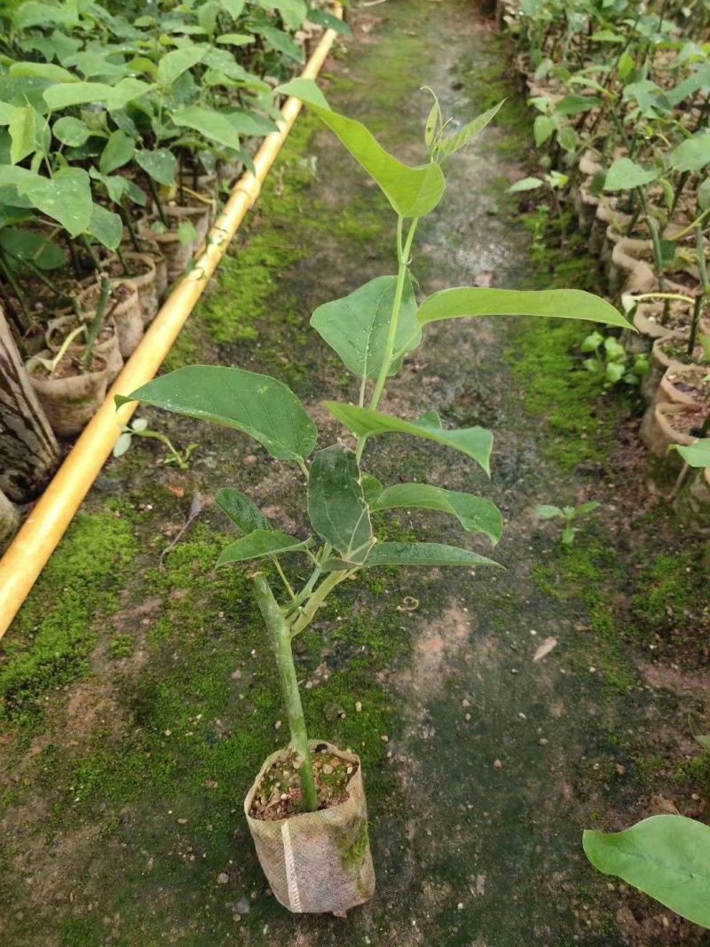 紫香一号百香果苗，黄金百香果，蜂蜜味，芭乐味都有，品质保