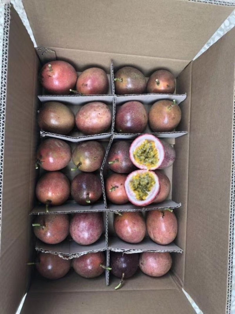 紫香一号百香果苗，黄金百香果，蜂蜜味，芭乐味都有，品质保