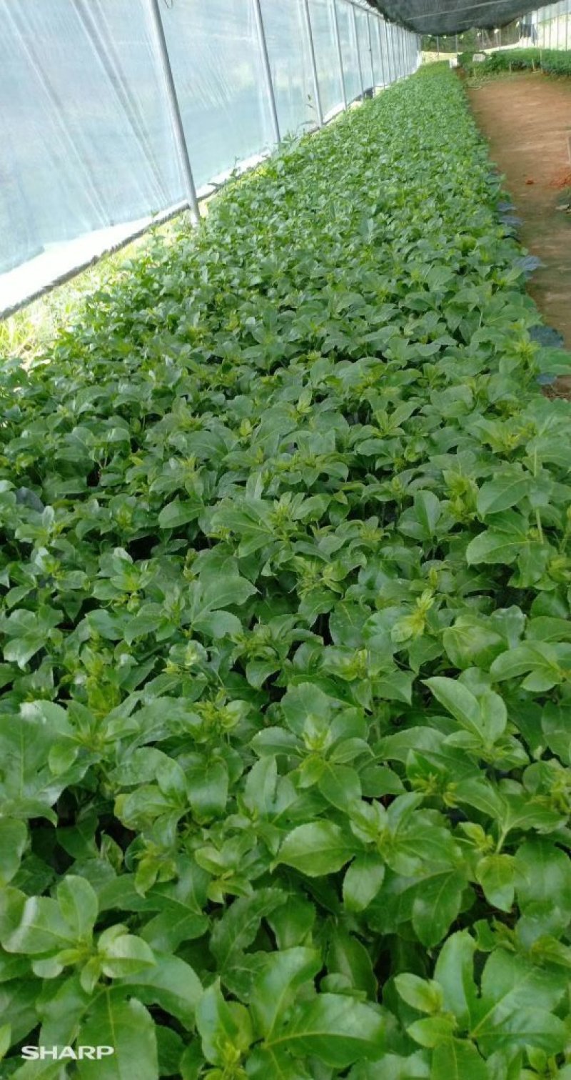 紫香一号百香果苗，黄金百香果，蜂蜜味，芭乐味都有，品质保