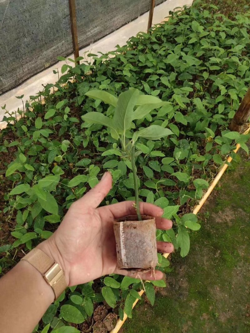 紫香一号百香果苗，黄金百香果，蜂蜜味，芭乐味都有，品质保