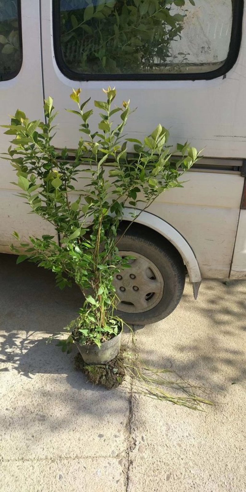 兔眼蓝莓薄雾蓝莓品质保证