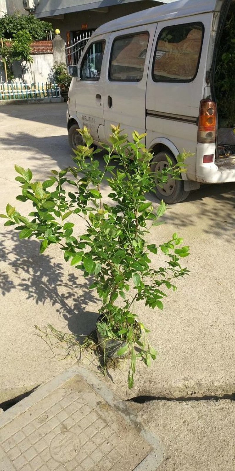 兔眼蓝莓薄雾蓝莓品质保证