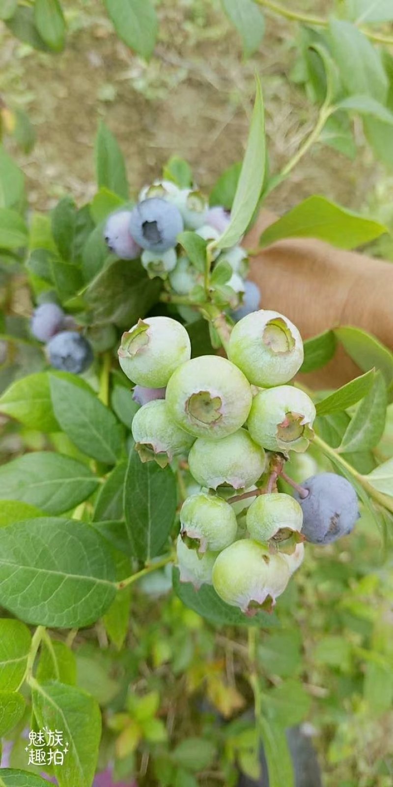 兔眼蓝莓薄雾蓝莓品质保证
